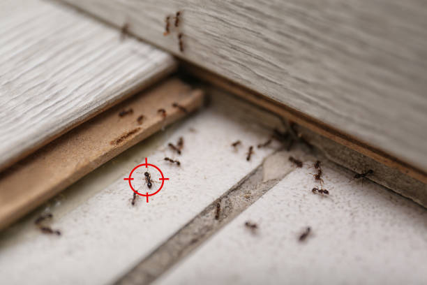 Muleshoe, TX Pest Control Company