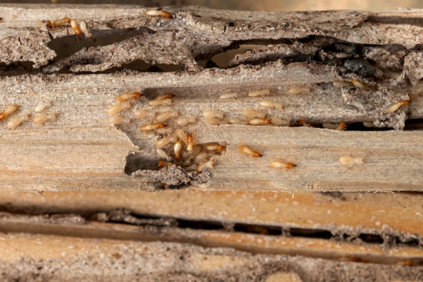 Best Ant Control Services  in Muleshoe, TX