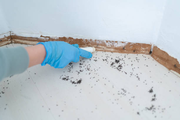 Best Pest Removal Services  in Muleshoe, TX